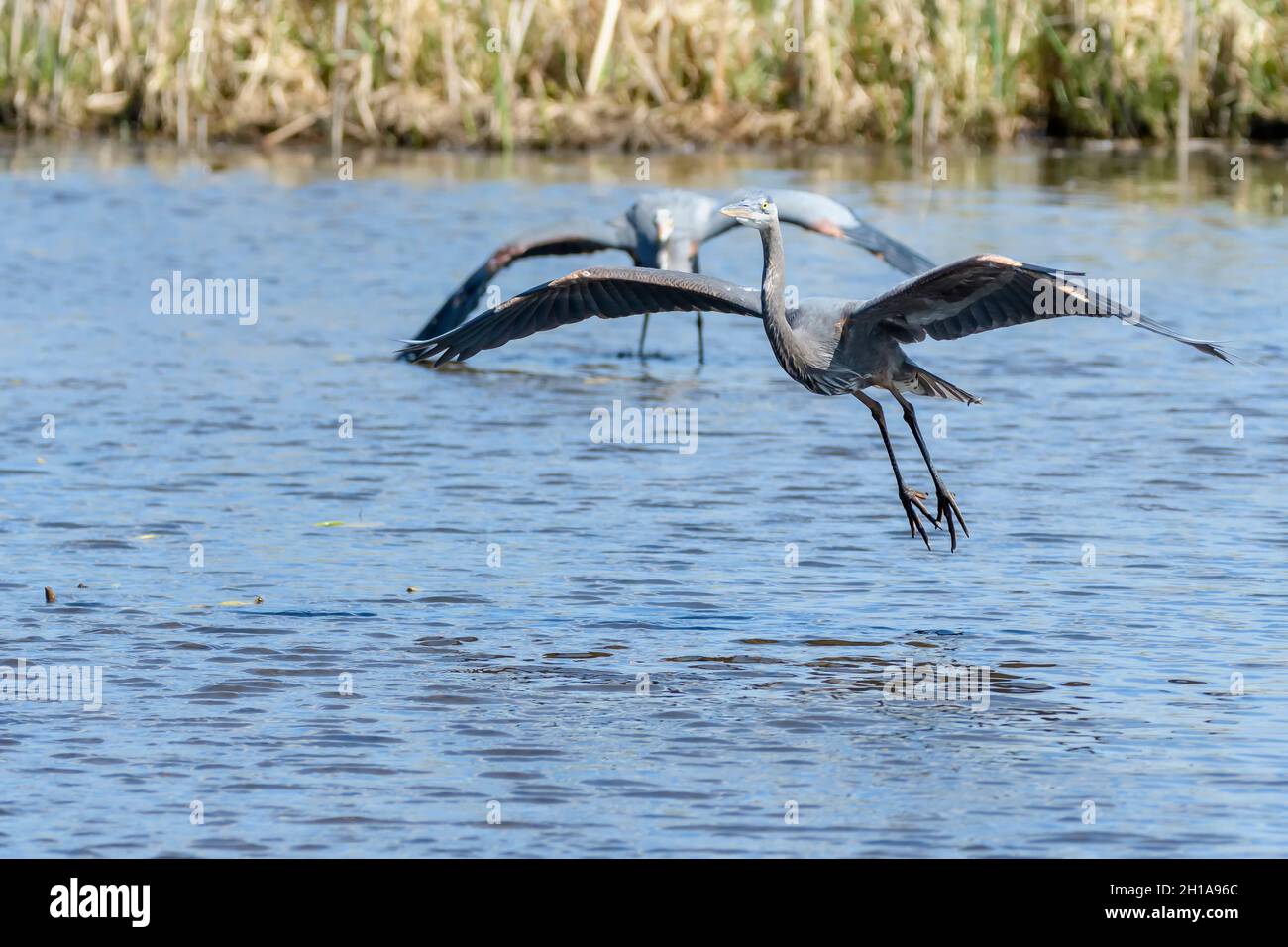 Pacific Great Blue Heron, Ardea herodias fannini, Burnaby Lake Regional Park, Burnaby, British Columbia, Canada Foto Stock