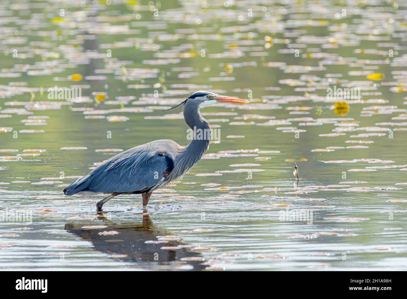 Pacific Great Blue Heron, Ardea herodias fannini, Burnaby Lake Regional Park, Burnaby, British Columbia, Canada Foto Stock