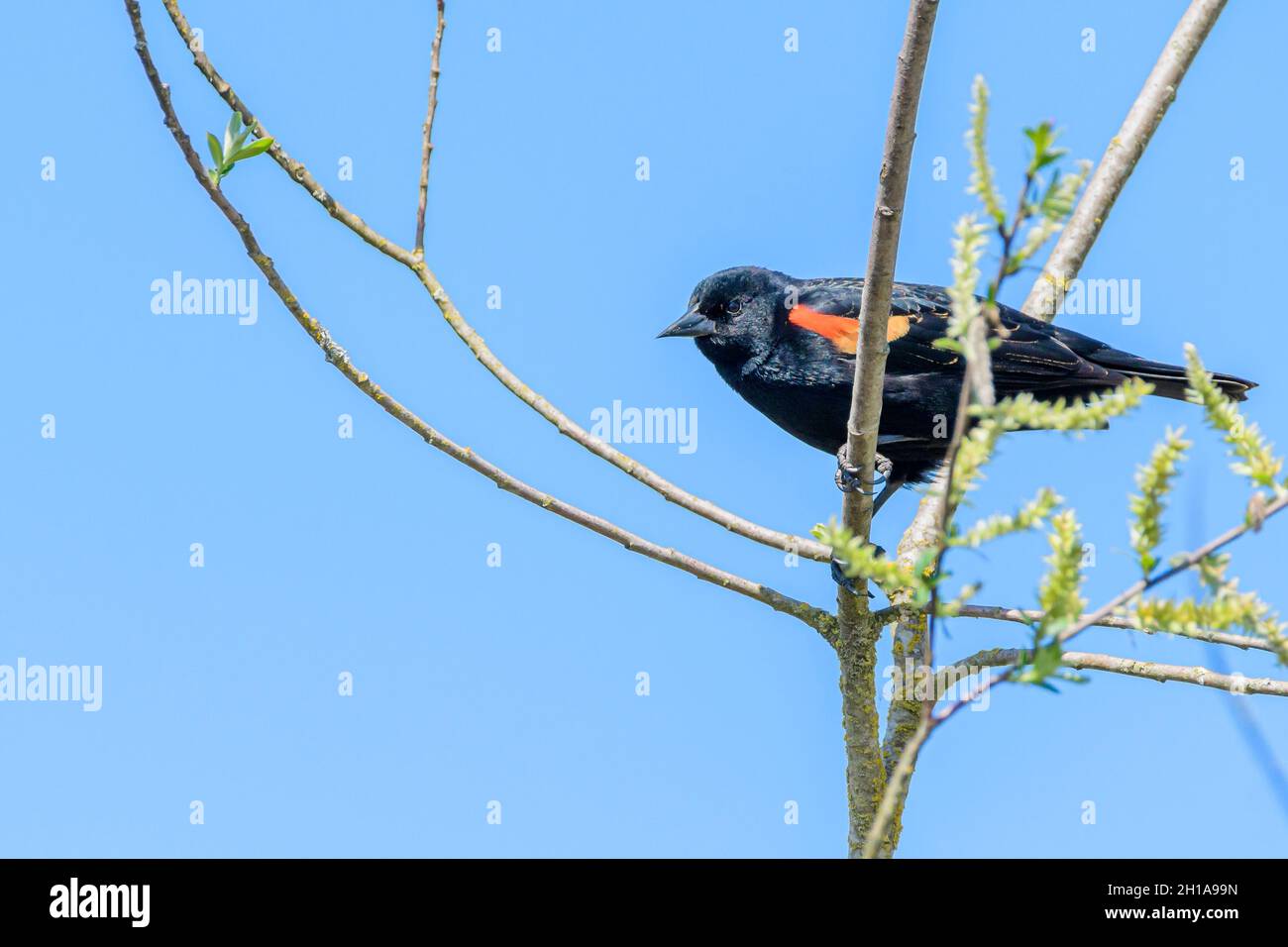 Red Winged Blackbird, , Agelaius phoeniceus, Burnaby Lake Regional Park, Burnaby, British Columbia, Canada Foto Stock
