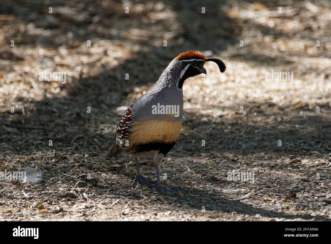 La Quaglia di GAMBEL è abbondante nel deserto dell'Arizona Foto Stock
