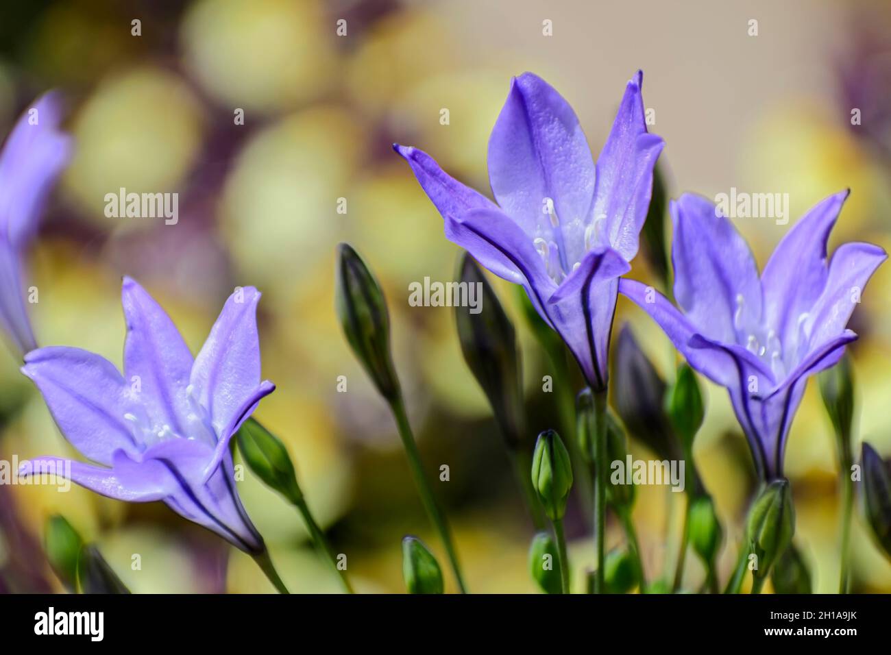 La lancia di Ithuriel, Triteleia laxa, un fiore selvatico perenne della famiglia dei gigli Foto Stock