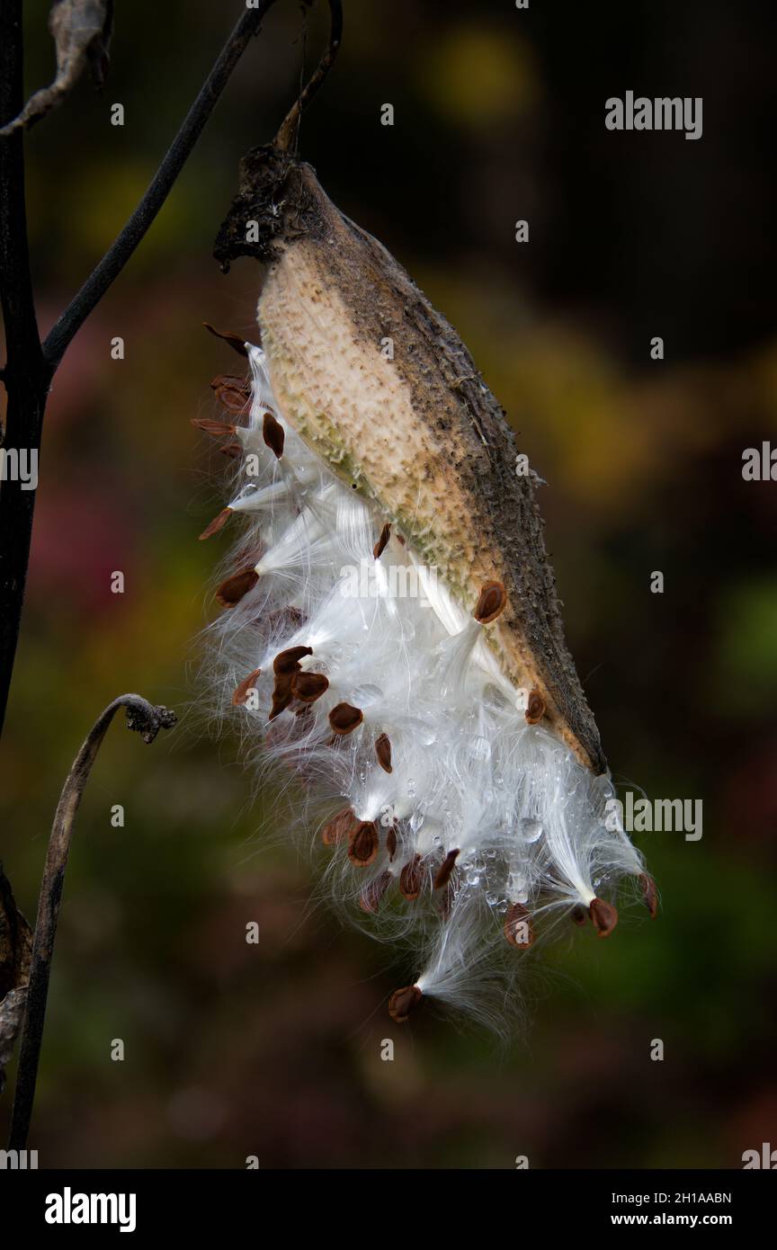 Un comune munghie, Asclepias siriaca, semi cialda, o follicolo, che esplode aperto per diffondere semi sul vento nelle montagne Adirondack, NY Foto Stock