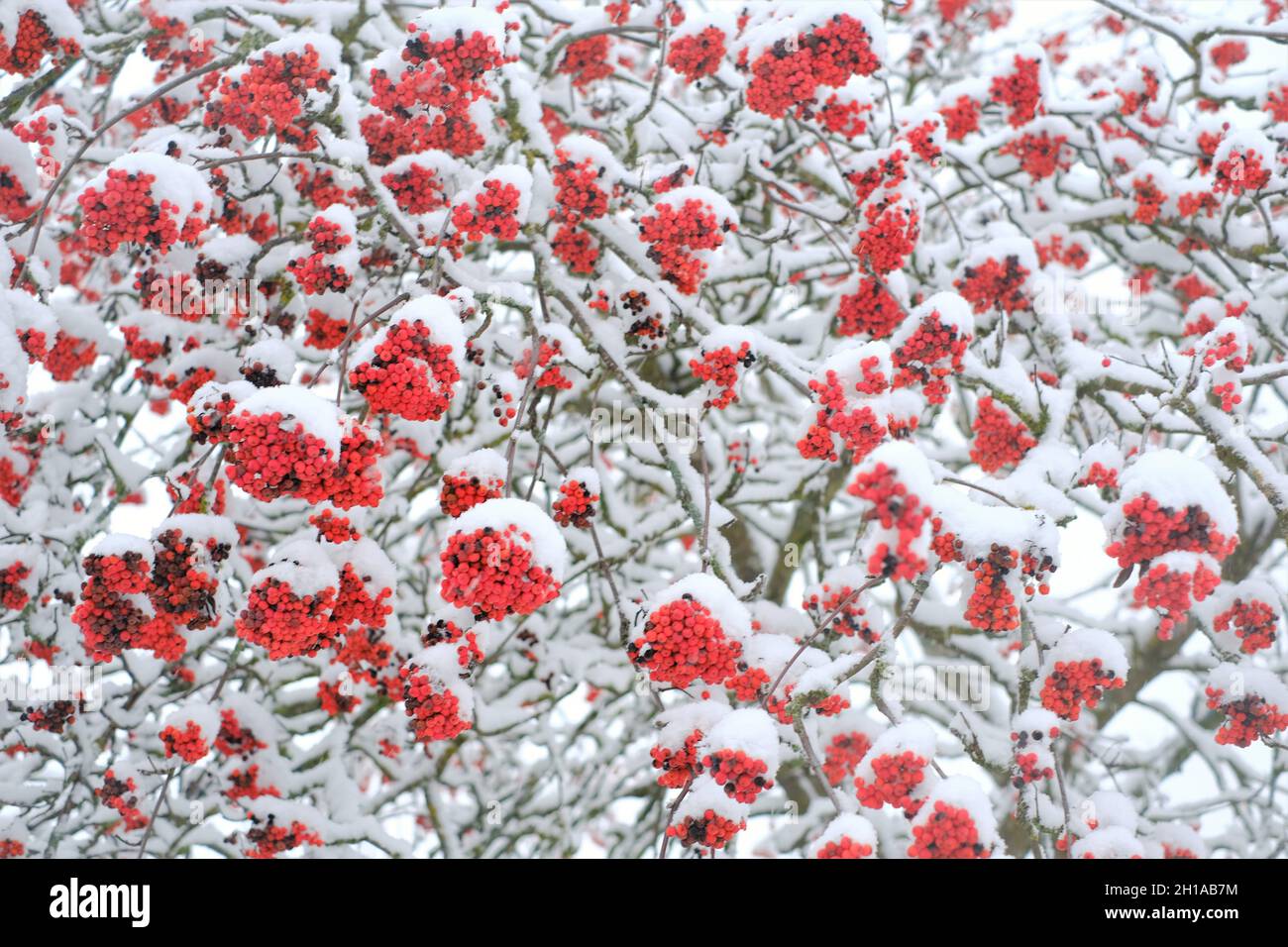 Bacche rosse di Rowan nella neve.bacche rosse nella neve nel giardino d'inverno.cespuglio di Rowan . Inverno natura.sfondo inverno Foto Stock