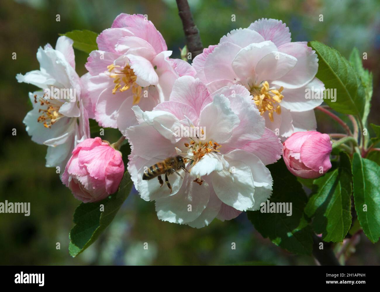 Ape impollinando la fioritura di un albero di mele, Malus, fiore di primavera. Melbourne, Australia Foto Stock