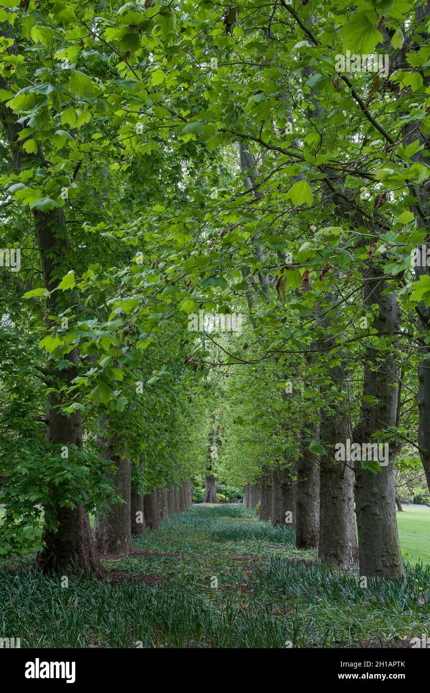 Viale di alberi piantati nei Giardini Fitzroy, Melbourne, Australia Foto Stock