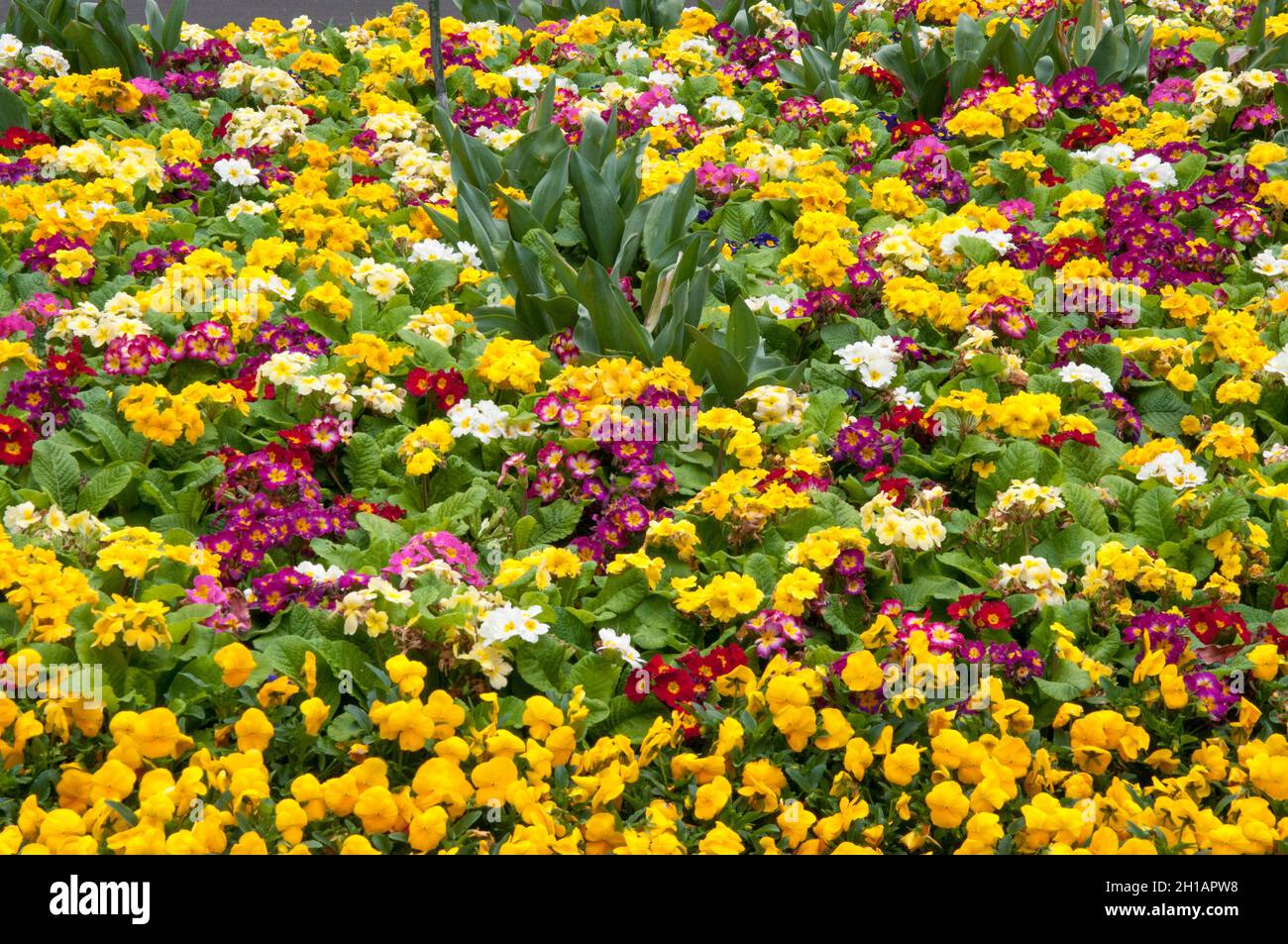 Fiori primaverili nei Giardini Fitzroy, Melbourne, Australia Foto Stock