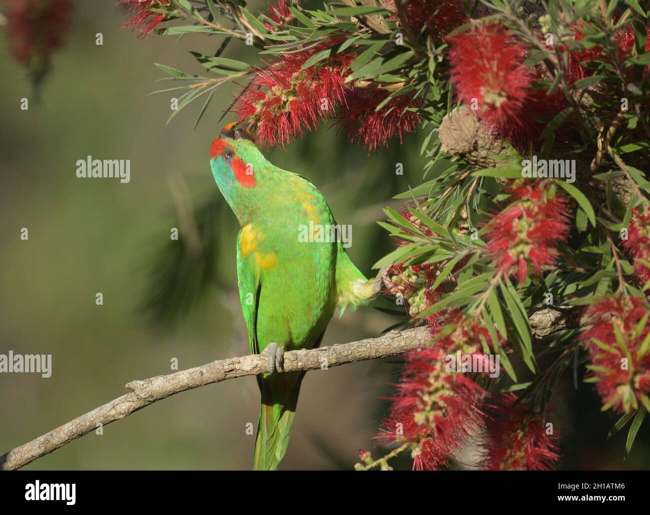 Un muschio selvatico Lorikeet (Glossopsitta concinna) mangiare nettare bottlebrush. Un pappagallo australiano colorato che può essere visto spesso in giardini. Foto Stock