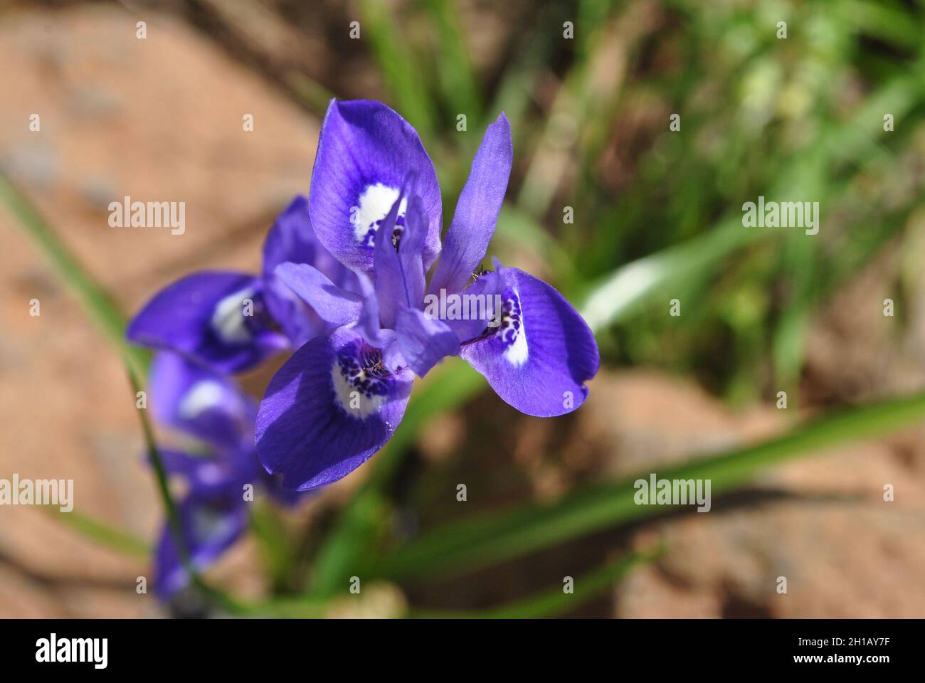 Iride blu o noce barbarica, (Moraea sisyrinchium . Gynandriris sisyrinchium) Israele un'iride nana, Foto Stock