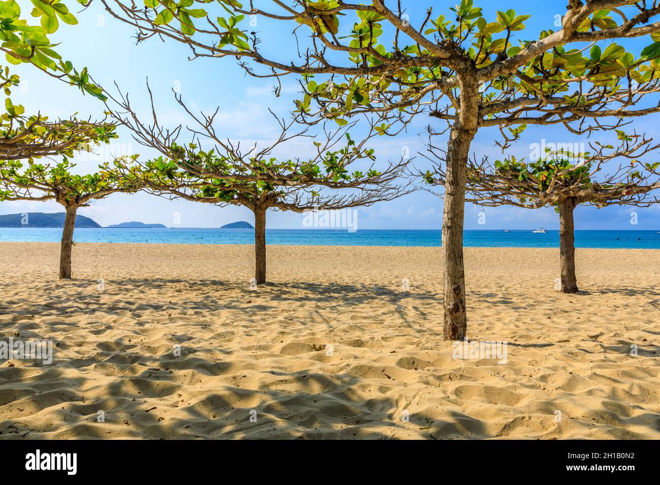 Albero verde sulla spiaggia vicino al mare. Foto Stock