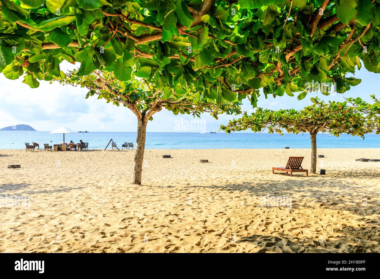 Albero verde sulla spiaggia vicino al mare. Foto Stock