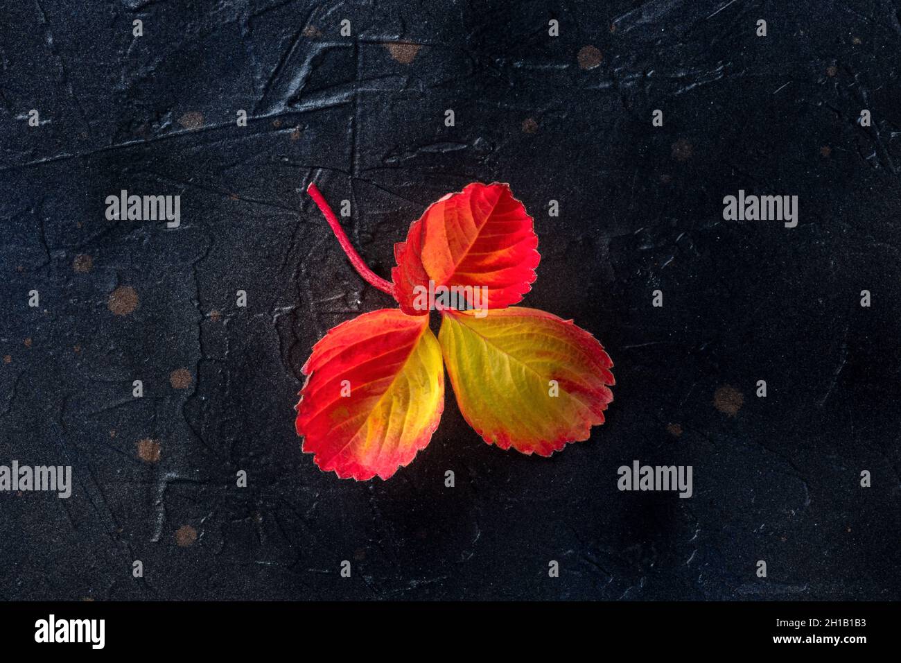 Colorata foglia autunnale su sfondo nero, concetto di stagione autunnale Foto Stock