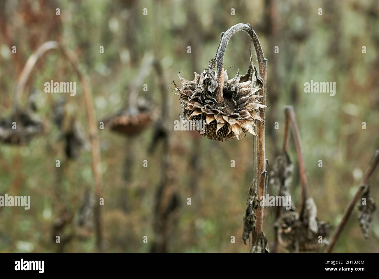 Campo di girasole asciutto in autunno Foto Stock
