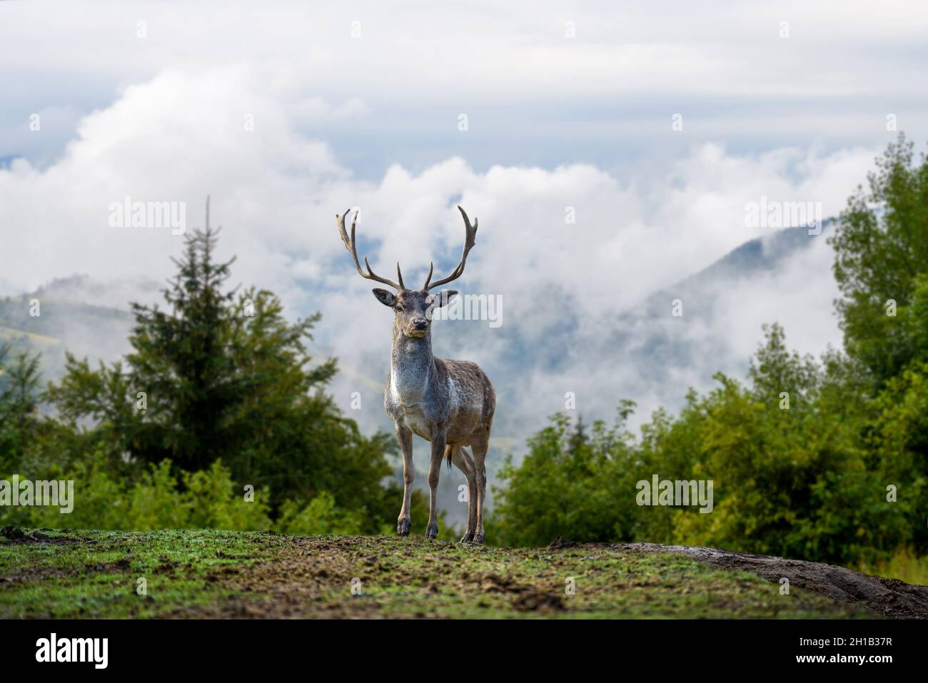Ravvicinato cervo su sfondo di montagna con nuvole in montagna Foto Stock