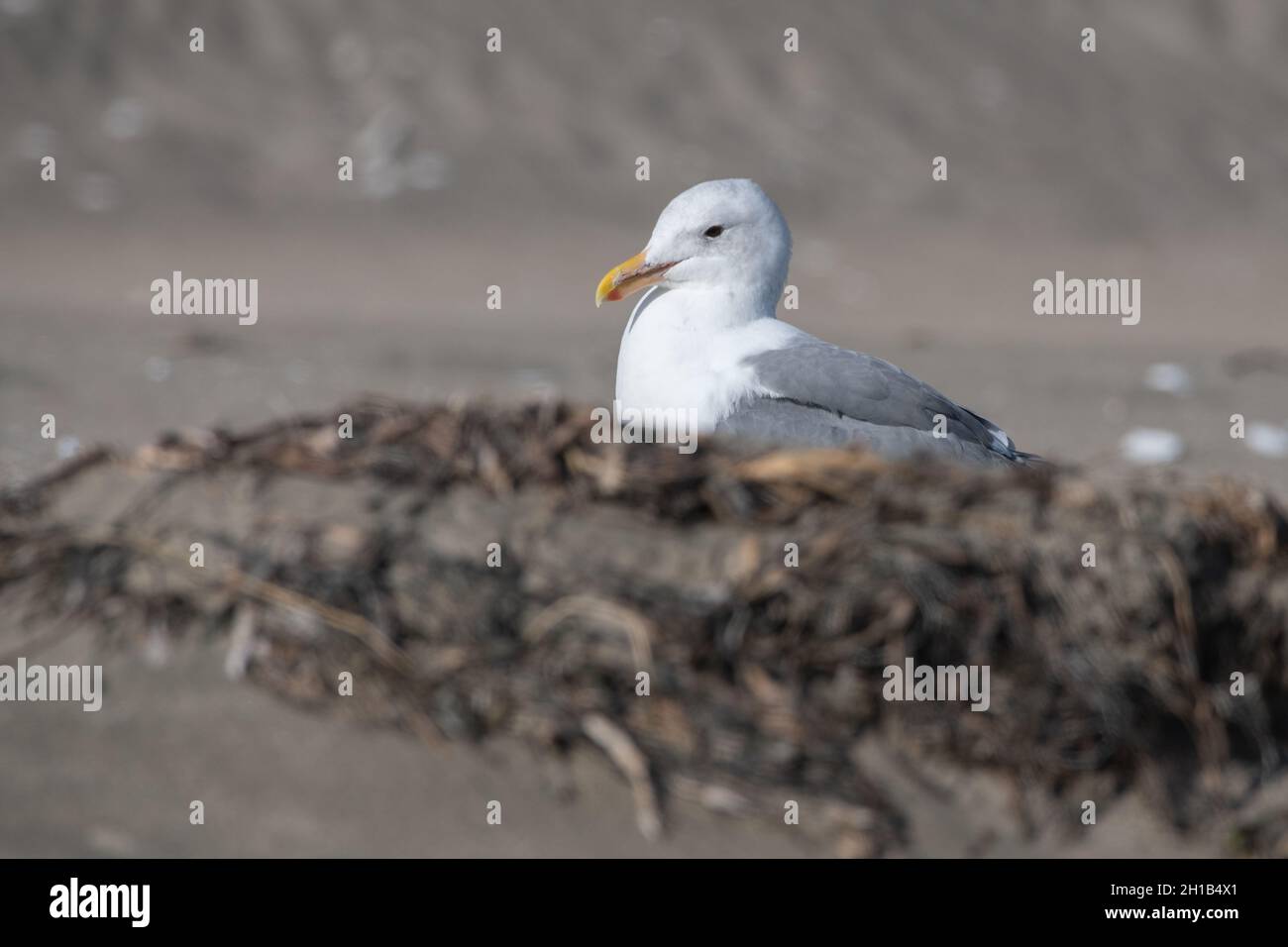 Gabbiano occidentale (Larus occidentalis) in Point Reyes National Seashore, California. Foto Stock