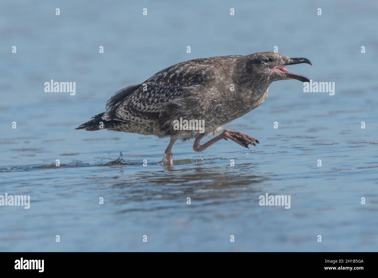 Un gabbiano occidentale giovanile (Larus occidentalis) che corre attraverso il surf chiedendo cibo. Foto Stock