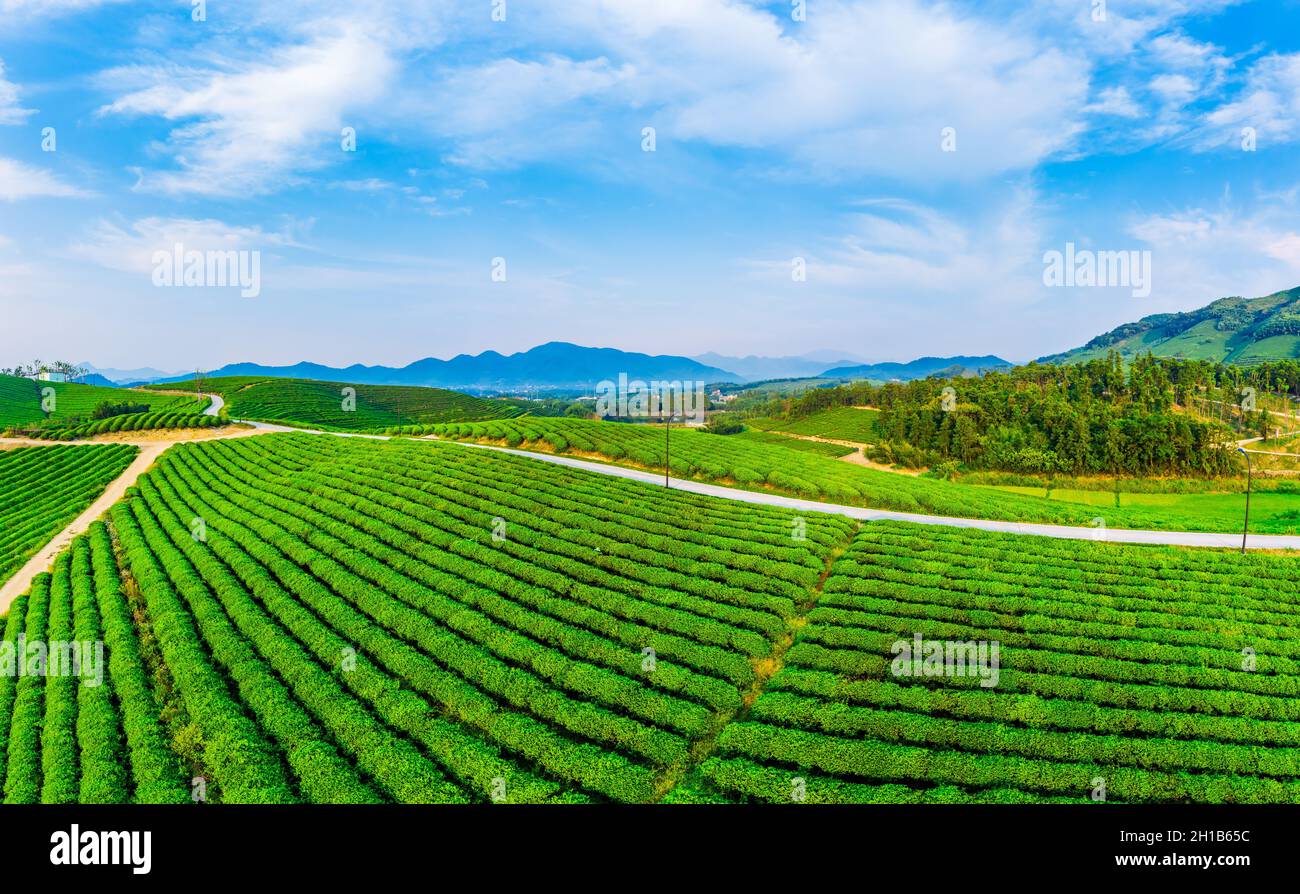 Vista aerea della piantagione di tè verde. Foto Stock