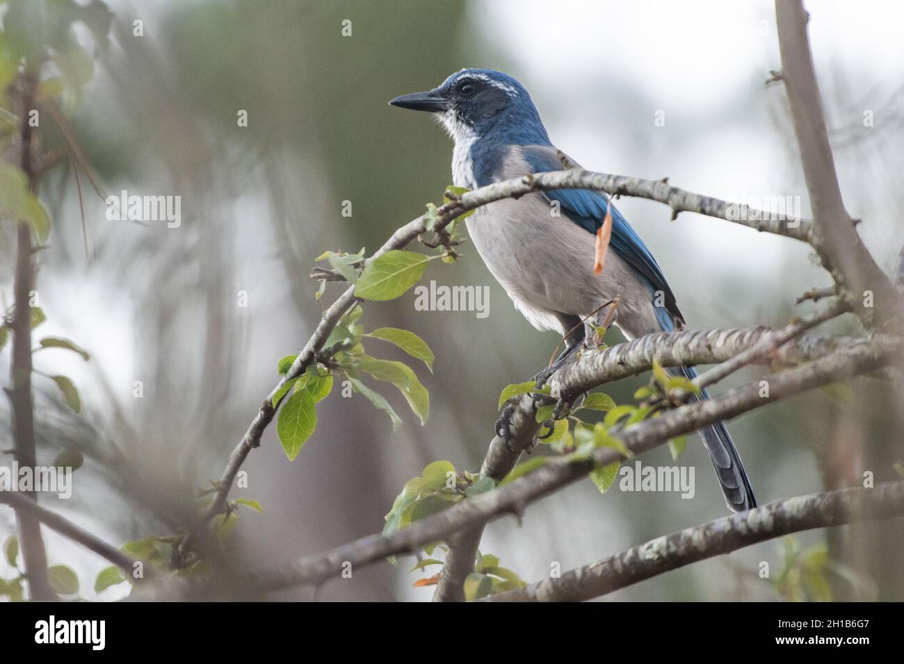 California scrub jay (Aphelocoma californica) nel parco regionale Anthony Chabot nella regione orientale della baia della California Foto Stock