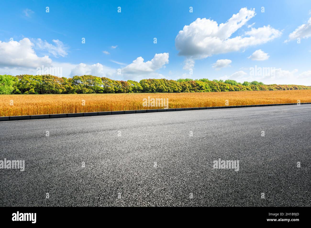 Strada asfaltata vuota e paesaggio campi di grano maturo. Foto Stock