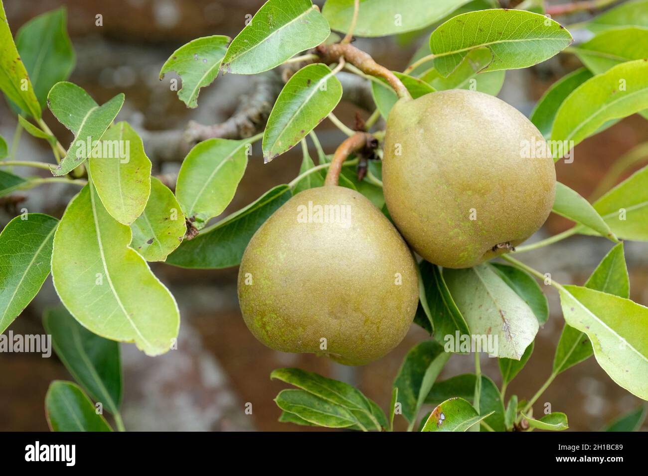 Pera 'Beurre d'Arenberg'. Pera da dessert. Pyrus communis 'Beurre d'Arenberg'. Frutta matura su un albero espaliered, fine estate Foto Stock