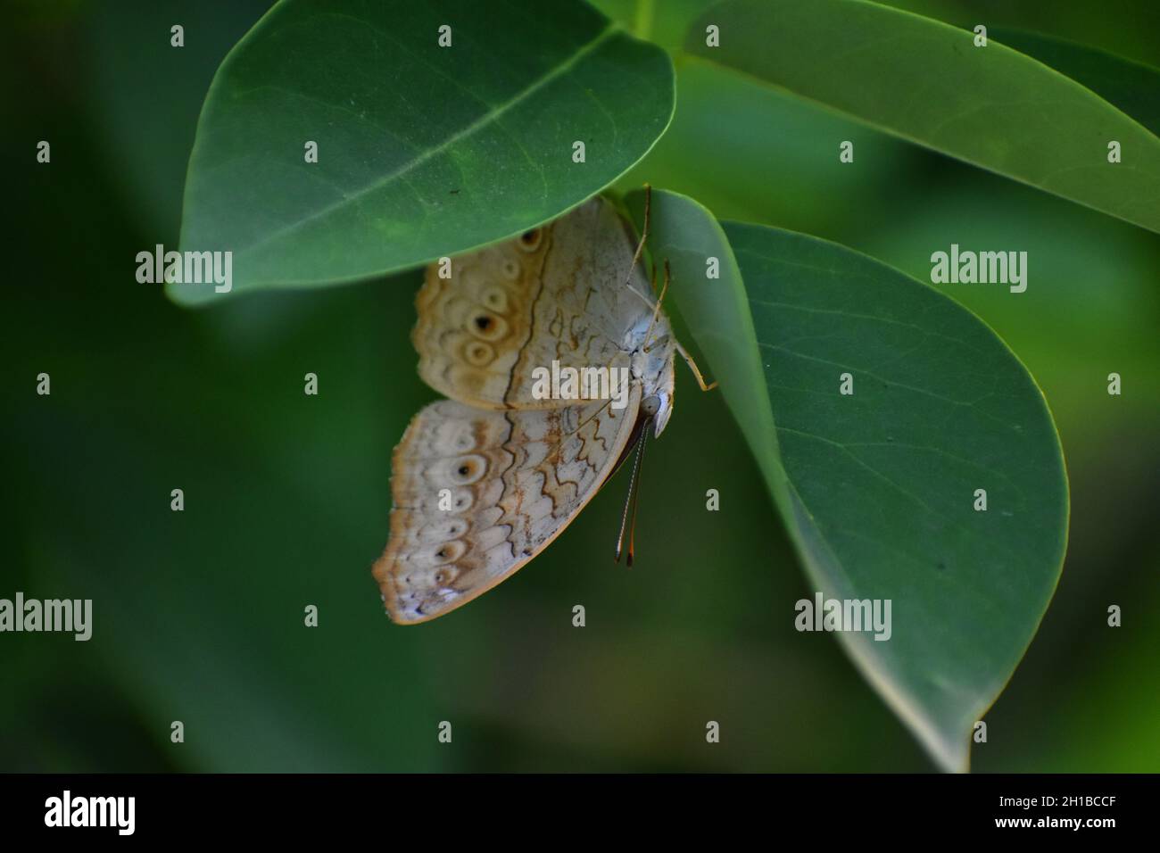 Una farfalla grigia (Junonia atlites) appoggiata capovolta sotto foglie verdi. Foto Stock