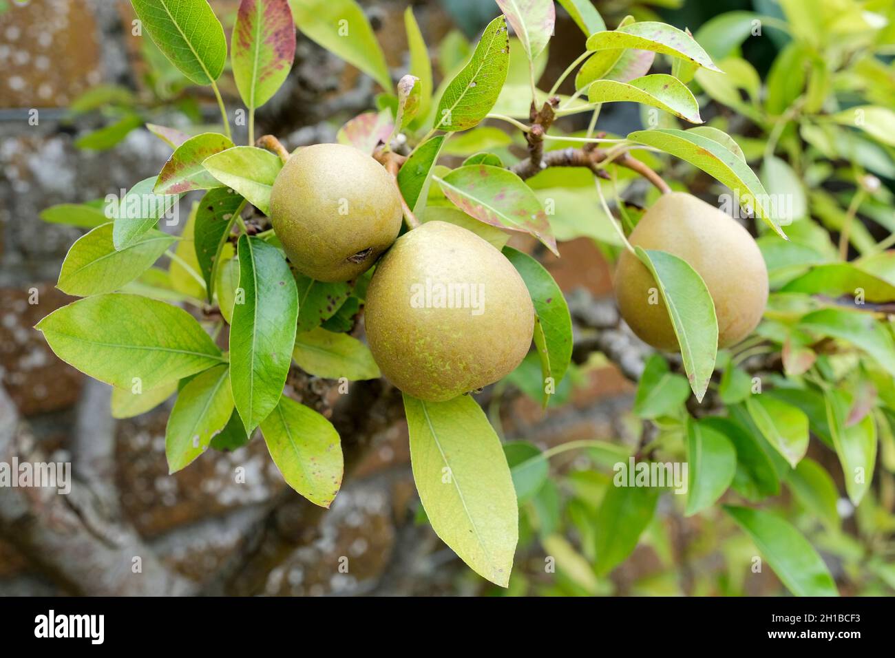 Pera 'Beurre d'Arenberg'. Pera da dessert. Pyrus communis 'Beurre d'Arenberg'. Frutta matura su un albero espaliered, fine estate Foto Stock