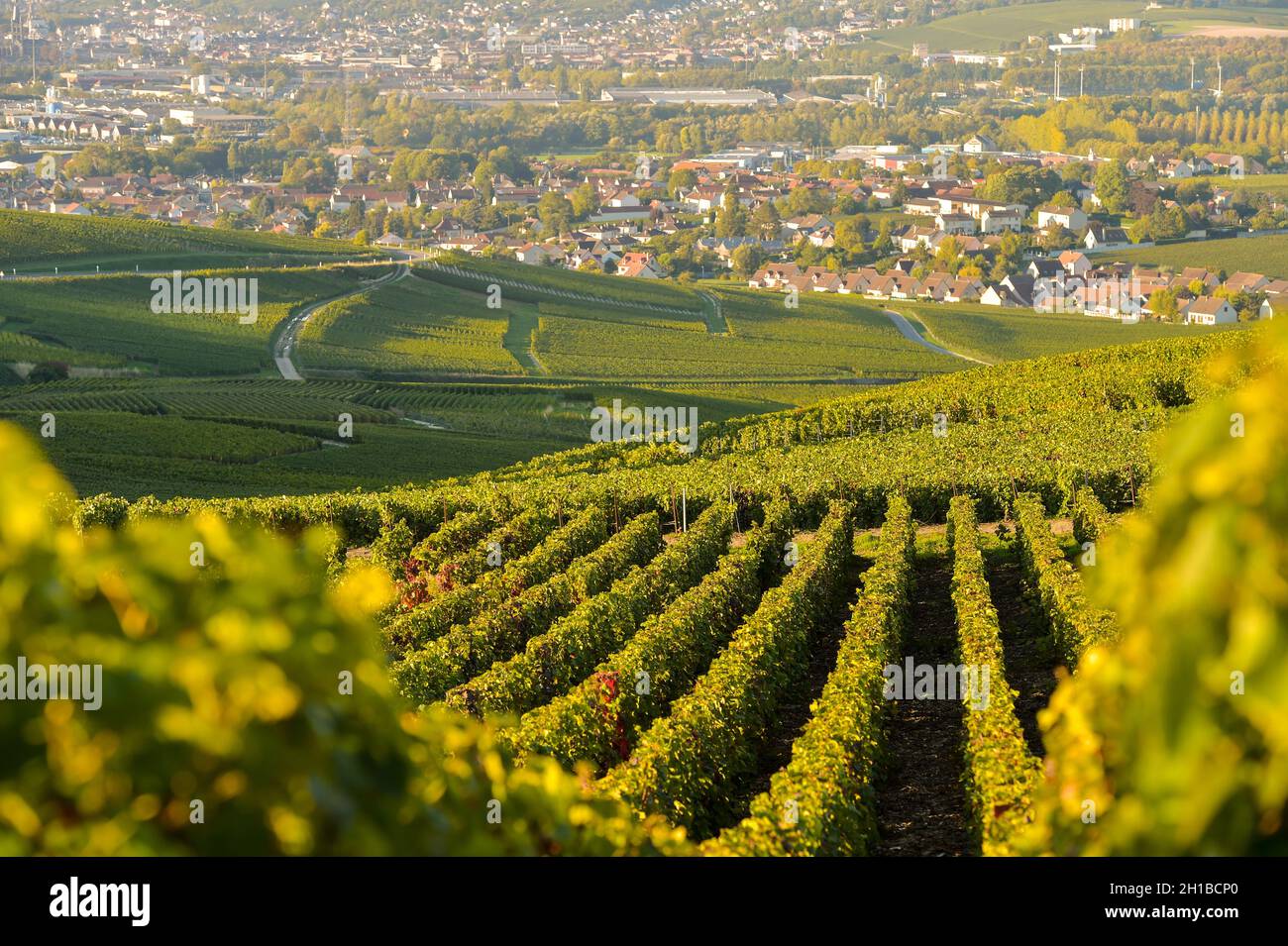 FRANCIA, MARNE (51) COTEAUX CHAMPENNOIS PREMIER CRU VINEYARDS Foto Stock