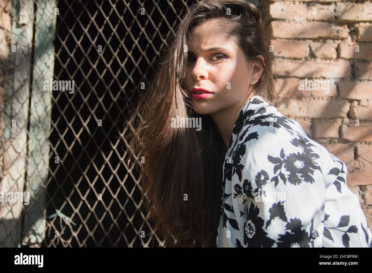 Primo piano di un colpo argentino femmina posando su un muro di mattoni e sfondo finestra Foto Stock