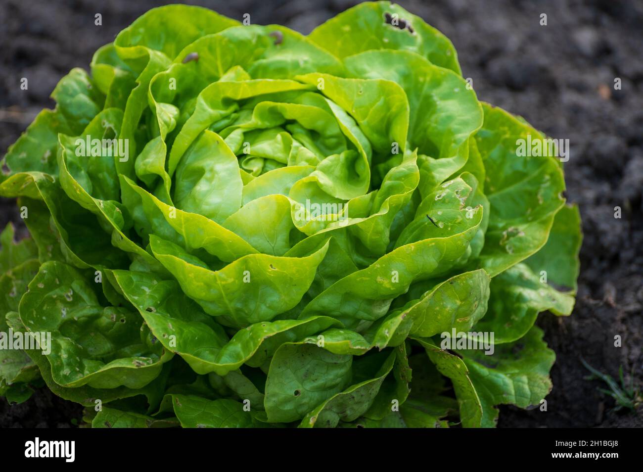 Agricoltura ecologica nei Paesi Bassi, piantagioni di giovani piante di lattuga verde salata, cibo biologico sano dal proprio giardino Foto Stock