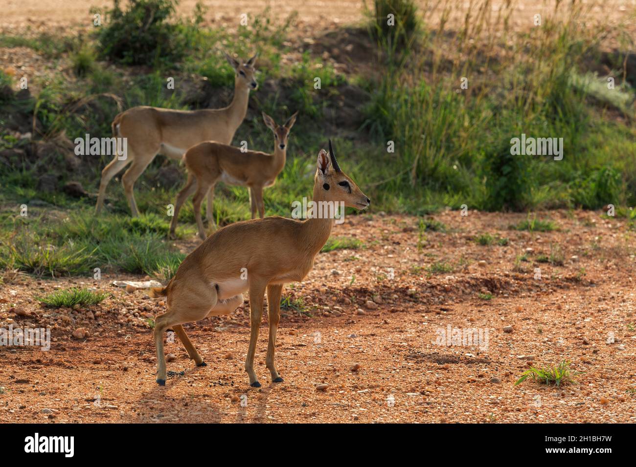 Oribi - Ourebia ourebi, piccola antilope da cespugli africani e savane, cascate di Murchison, Uganda. Foto Stock