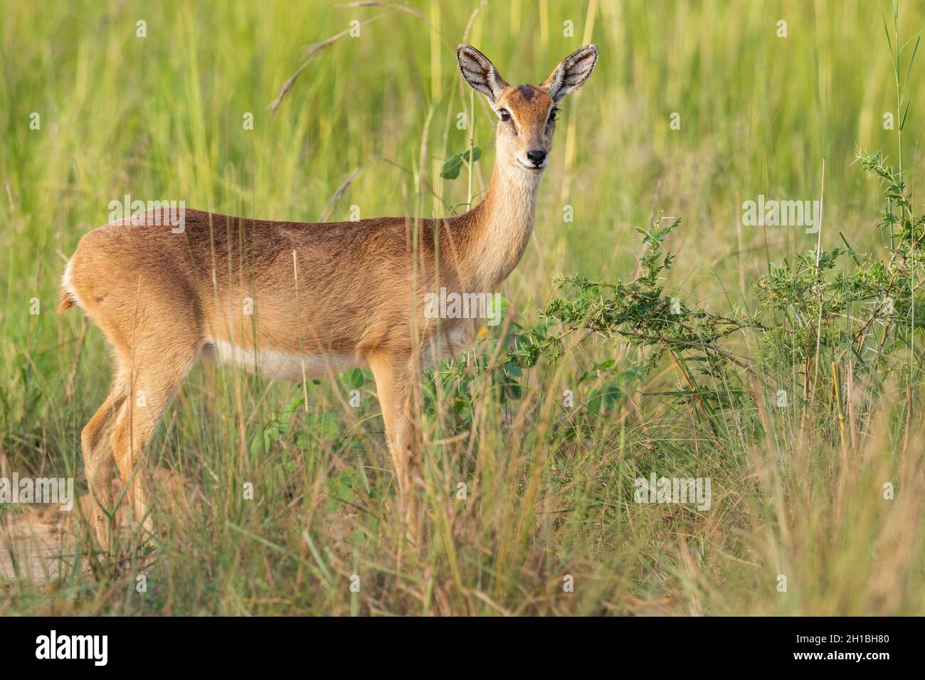 Oribi - Ourebia ourebi, piccola antilope da cespugli africani e savane, cascate di Murchison, Uganda. Foto Stock