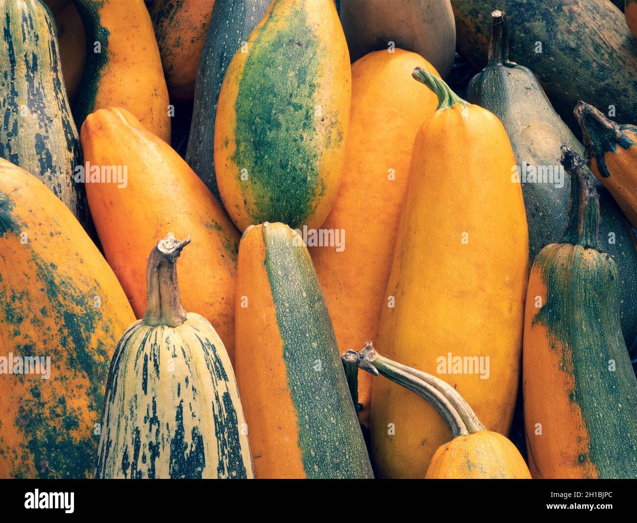 Zucchine, zucchine, zucchine e midollo grandi e lunghi con pelle gialla o verde scuro. Vegetali raccolti. Raccolta autunnale Foto Stock