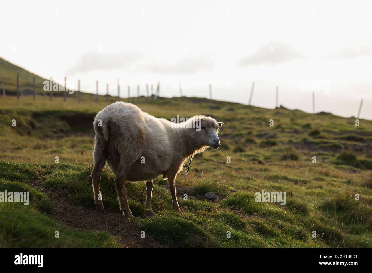 Pascolo di pecore al mattino sul monte Slaetteratindur, Isola Eysturoy, Isole Faroe, Scandinavia, Europa. Foto Stock