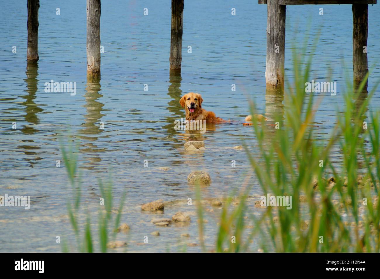 Un simpatico recupero d'oro che gioca nel lago Ammersee in Baviera (Germania) Foto Stock