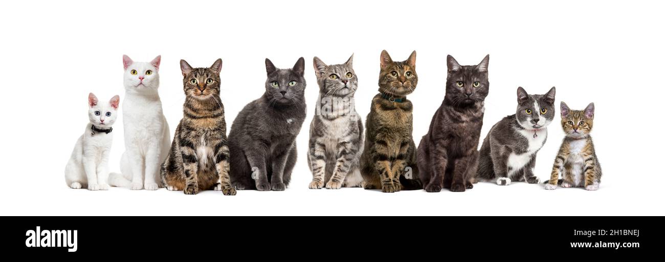 Grande gruppo di gatti domestici incrociati seduti in fila, animali domestici, isolati su bianco Foto Stock