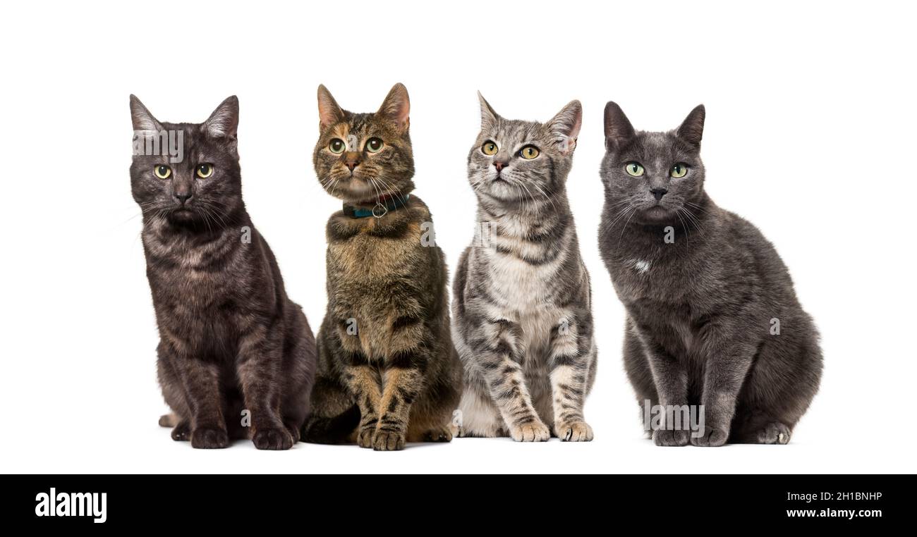 Grande gruppo di gatti domestici incrociati seduti in fila, animali domestici, isolati su bianco Foto Stock