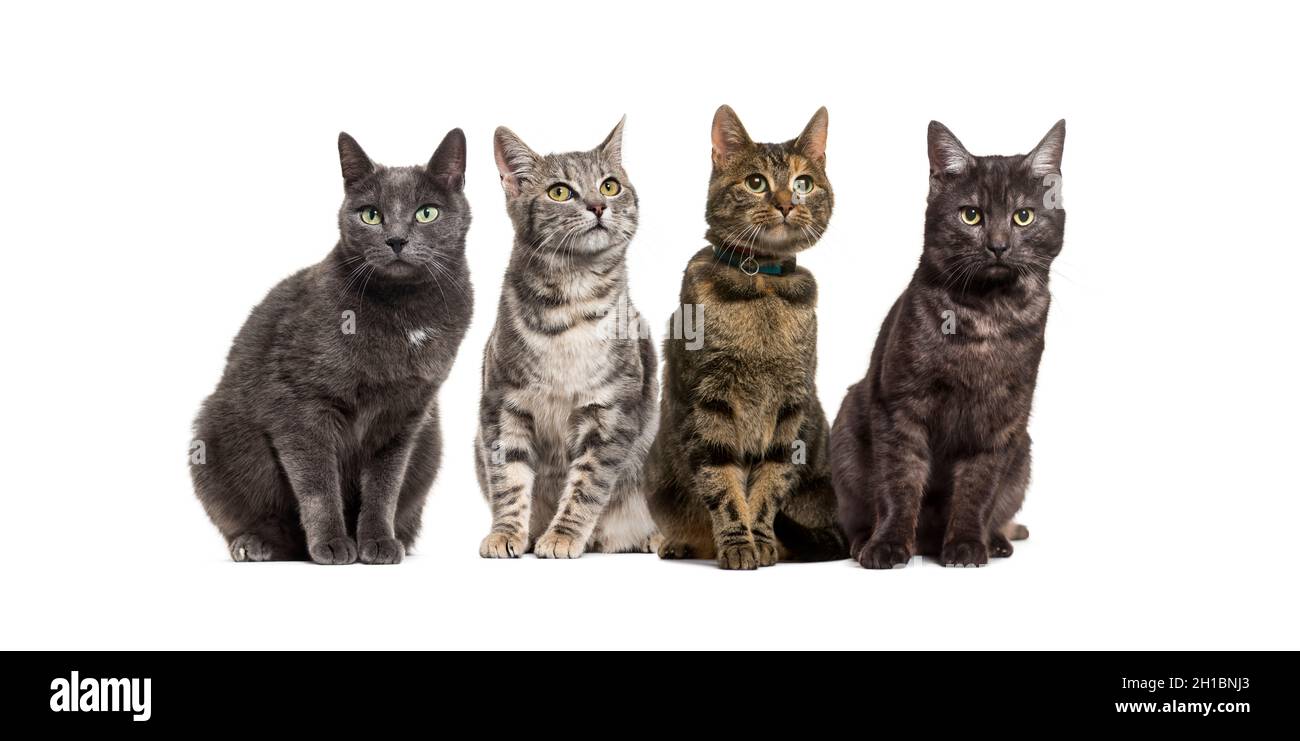 Grande gruppo di gatti domestici incrociati seduti in fila, animali domestici, isolati su bianco Foto Stock