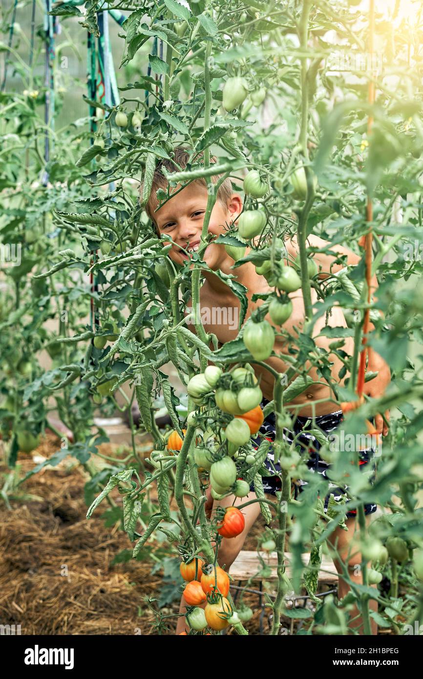 Il ragazzo sorridente sta ingannando intorno fra le grandi piante di pomodoro sul letto del giardino della cucina nel villaggio nella giornata estiva soleggiata Foto Stock