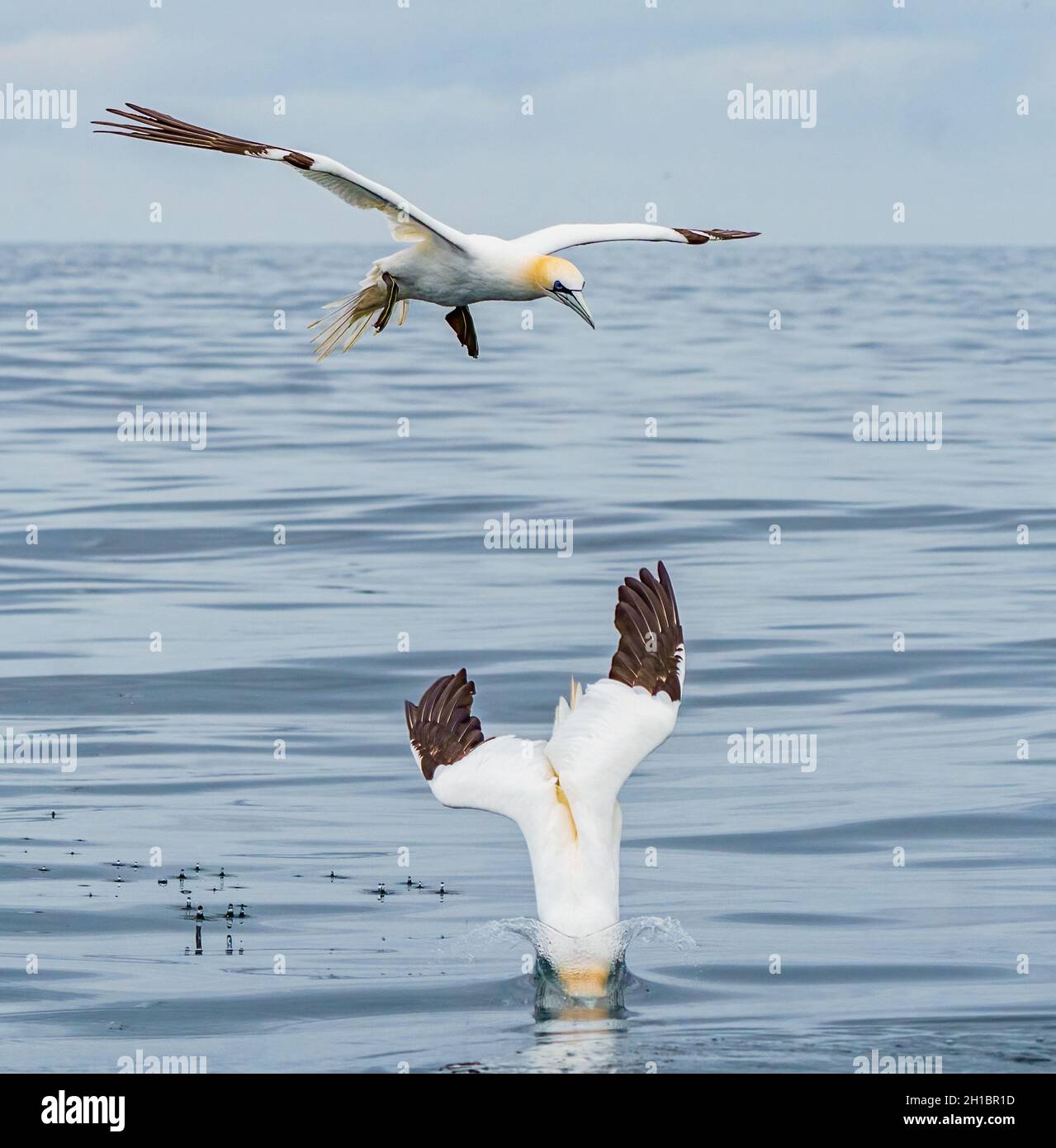 Il Majestic Northern Gannet Fishing Foto Stock