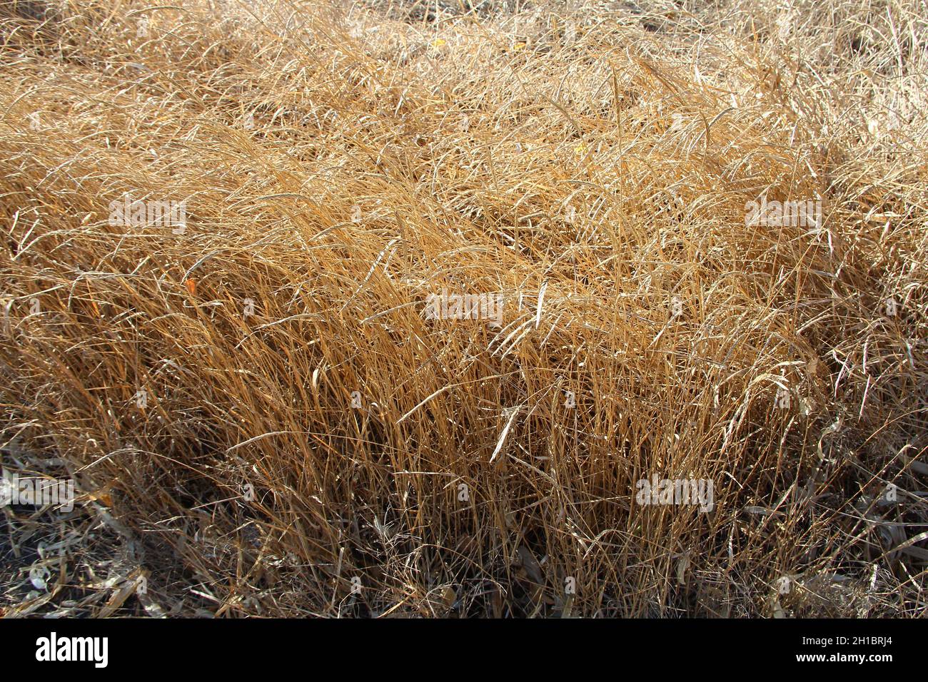 Erba campo secco in autunno Foto Stock