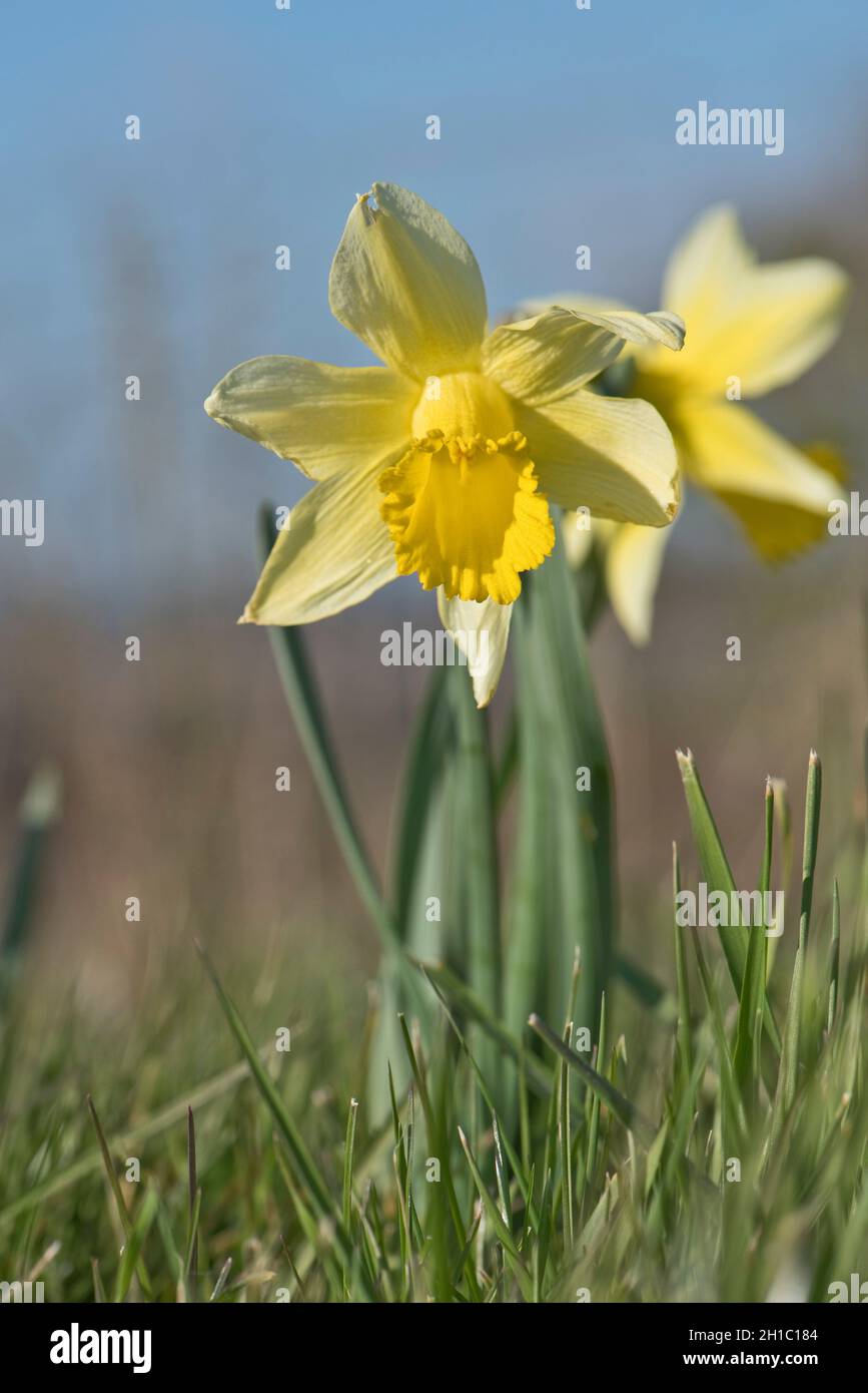 Daffodil selvatico o giglio di Quaresima (Narcissus pseudonarcissus) pianta di fioritura in praterie corte in una fine giornata di fine inverno, Berkshire, marzo Foto Stock