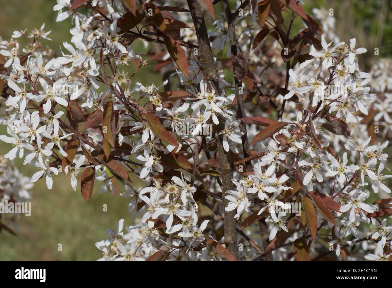 mespilus nevoso o serviceberry (Amelanchier lamarckii) fiori e foglie giovani rosso scuro in primavera, Berkshire, aprile Foto Stock