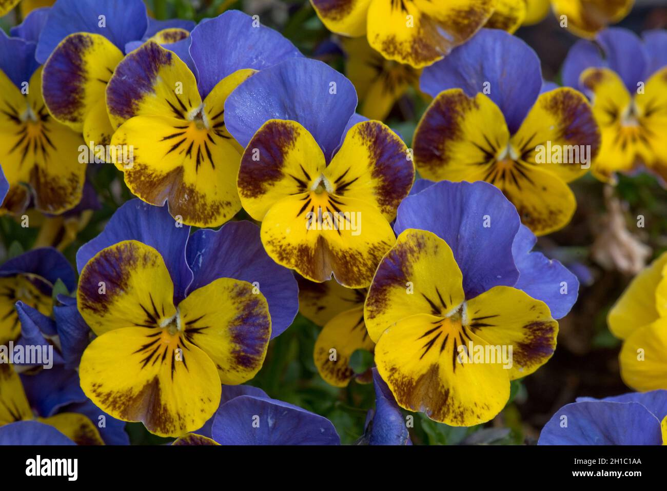 Fiori di una varietà di pansy (Viola spp.) con attraenti fiori blu e giallo con marcature viola, marzo Foto Stock