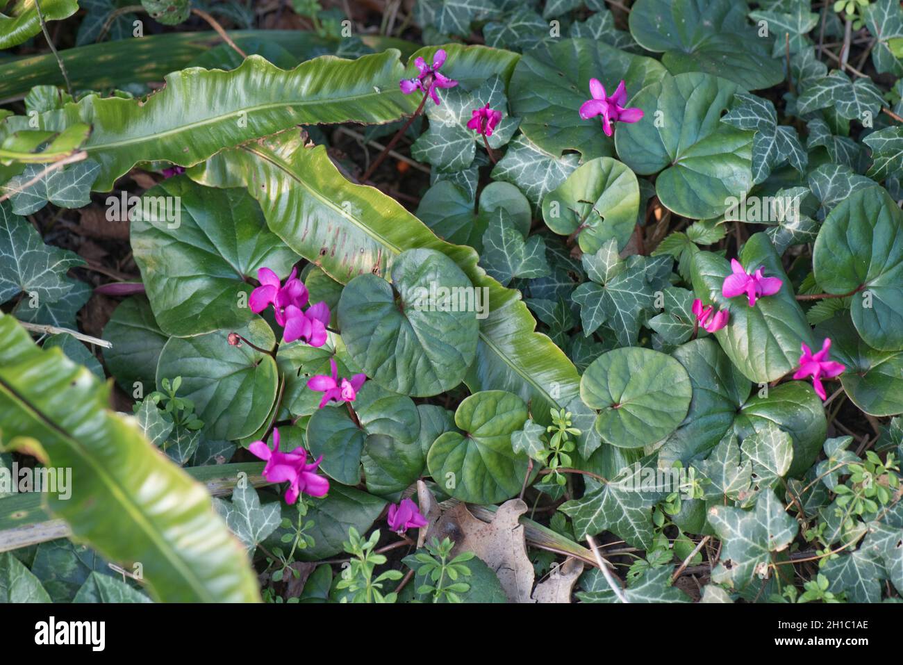 Ciclamini a foglia tonda (coum ciclamino) fiori rosa e foglie di colore magenta con felce e edera di lingua hart in un giardino ombreggiato, marzo Foto Stock