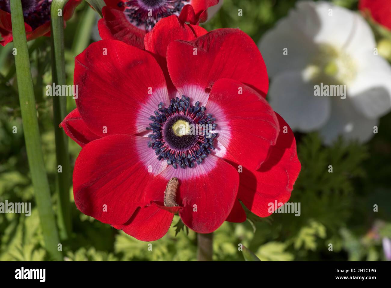 Fiore rosso di anemone papavero (Anemone coronaria) con tepali e corona di stamens e bruco inferiore giallo sottostante Foto Stock