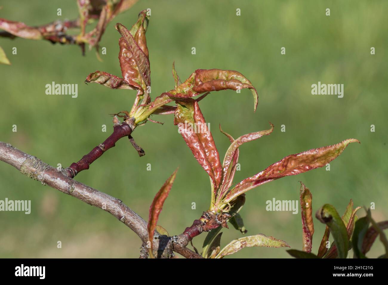 Curl foglia di pesca (Taphrina deformans) arrossamento e curling sintomi evidenti su foglie in sviluppo recente, Berksdhire, maggio Foto Stock