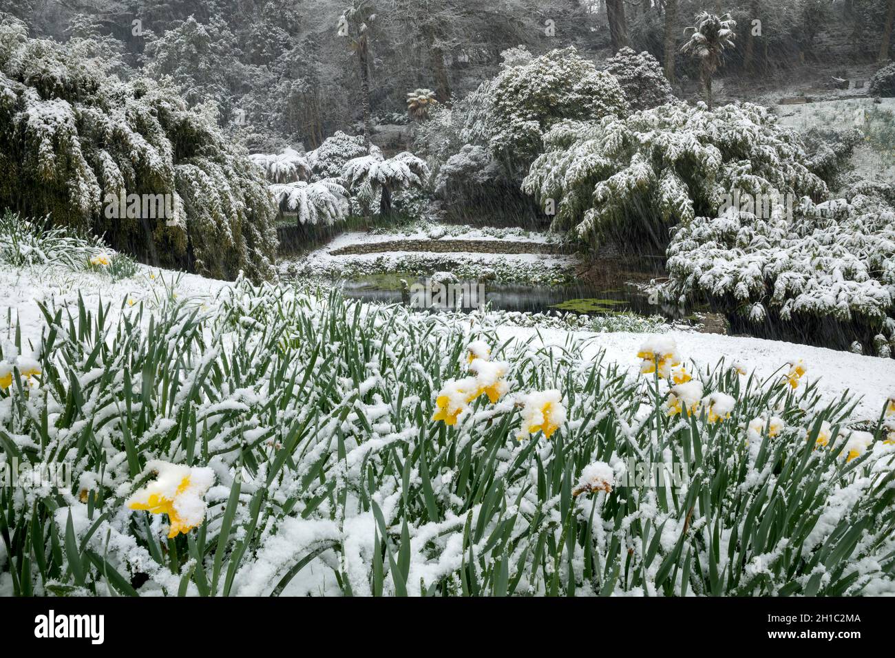 Giardino Trebah; neve; Cornovaglia; Regno Unito Foto Stock