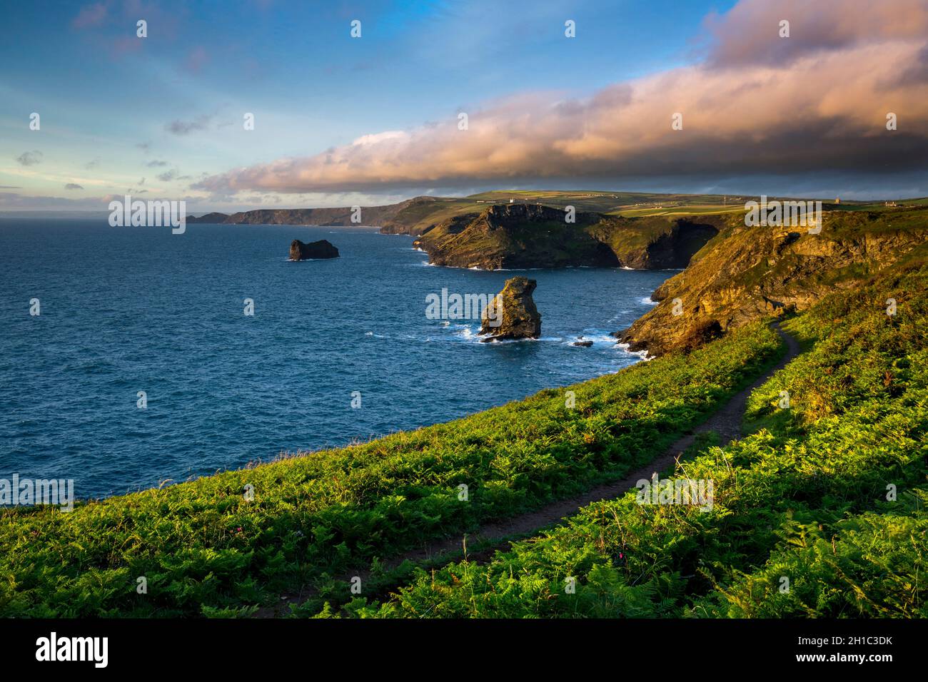 Trevalga Cliff; guardando verso Boscastle; Cornovaglia; Regno Unito Foto Stock