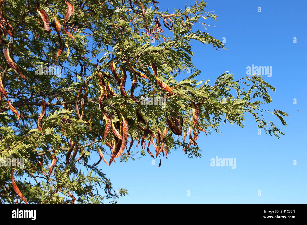 Cialde di acacia con semi sull'albero, contro il cielo blu Foto Stock