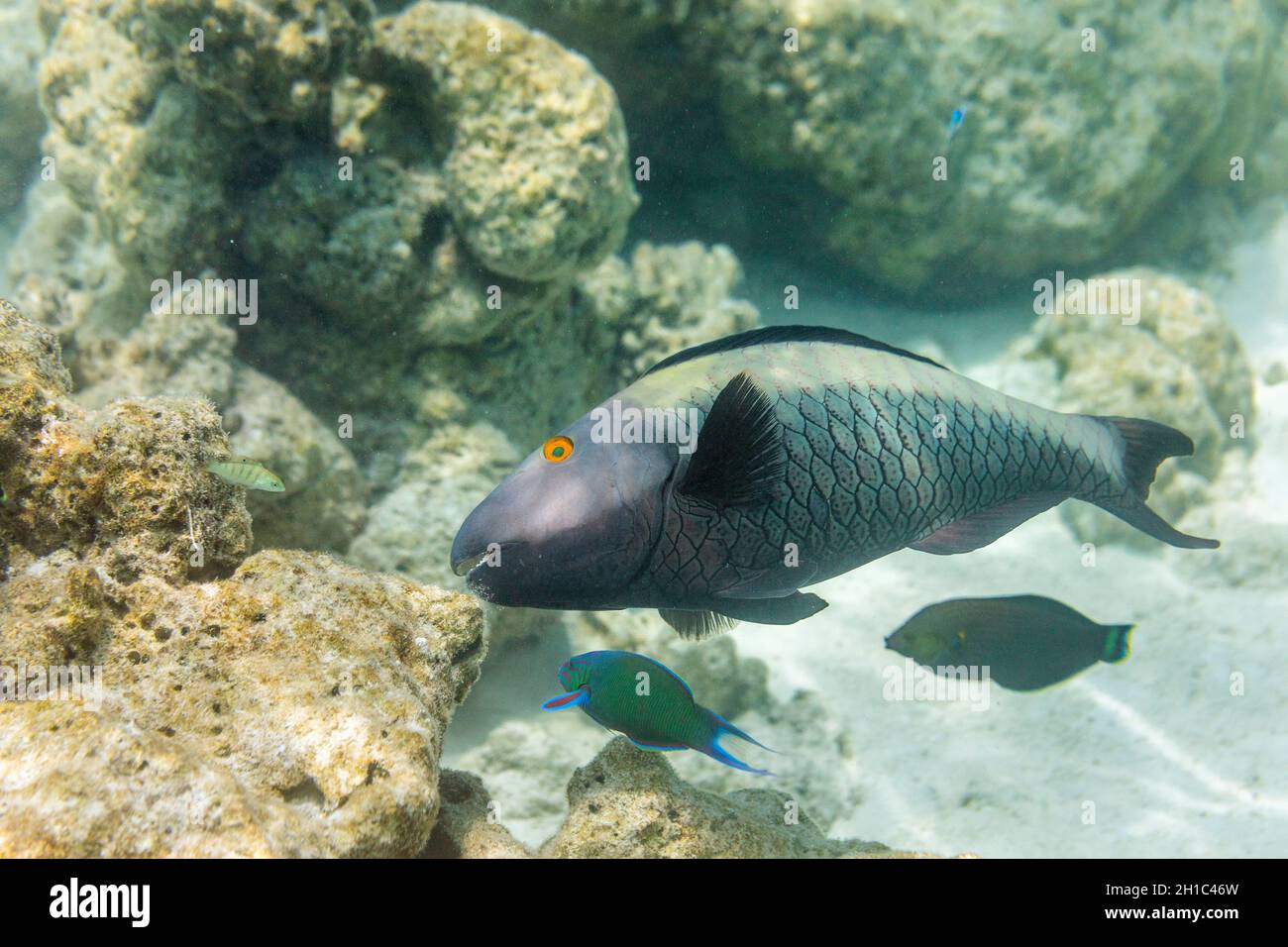 Parrotfish a due colori; Cetoscarus bicolore; Femminile; Maldive Foto Stock