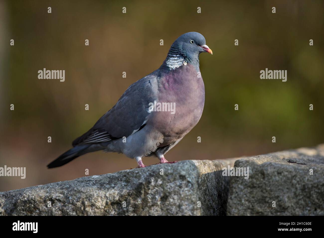 Legno Pigeon; Columbia livia; UK Foto Stock